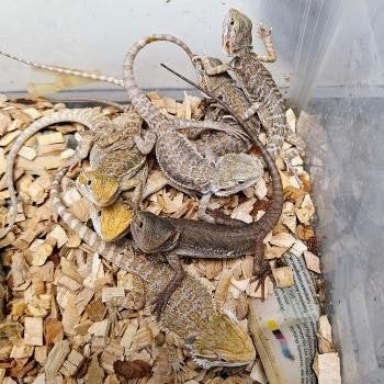 Pogona viticeps Bearded Dragon photo 5