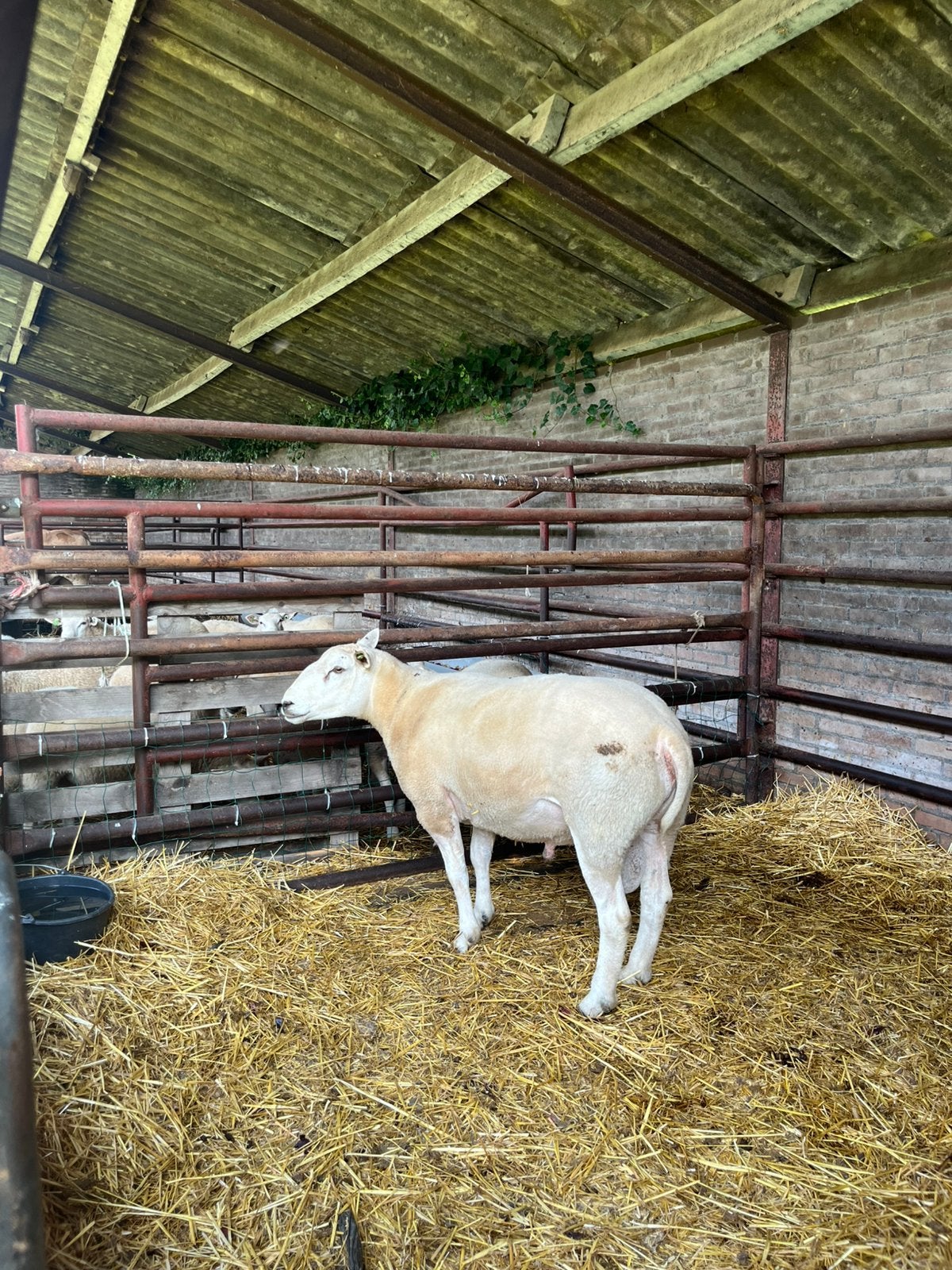 Swifter stamboek dekram te koop / ruilen, Mannelijk, Schaap