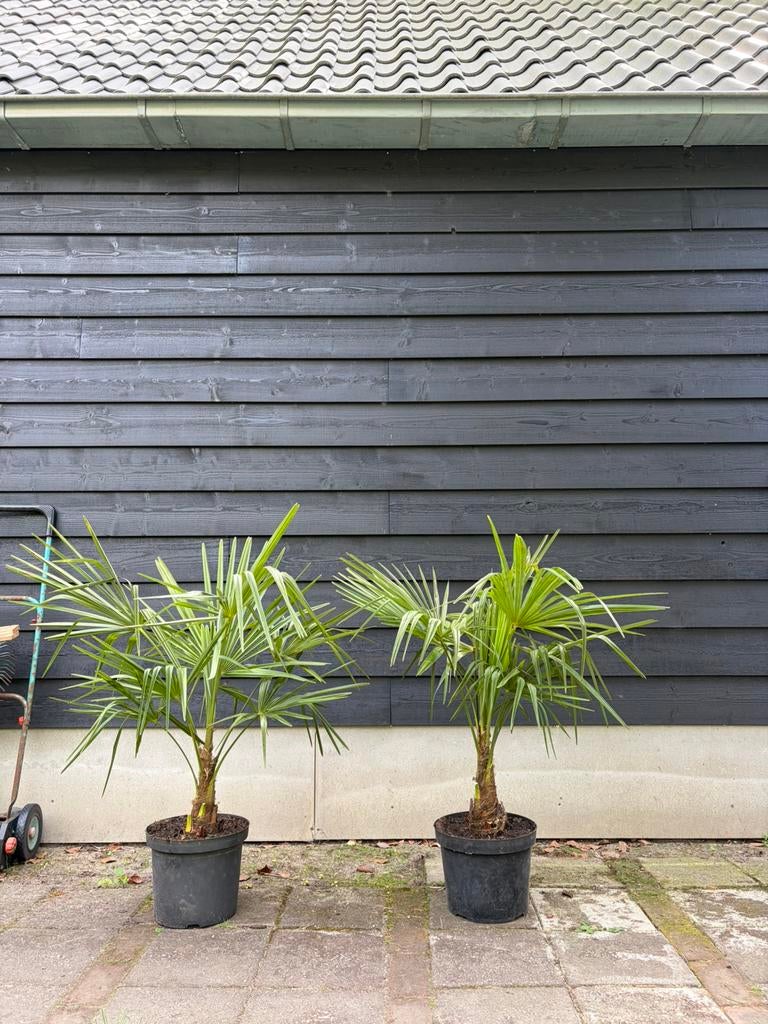 Trachycarpus Fortunei winterharde palmboom, Halfschaduw, Lente, Minder dan 100 cm, Palmboom