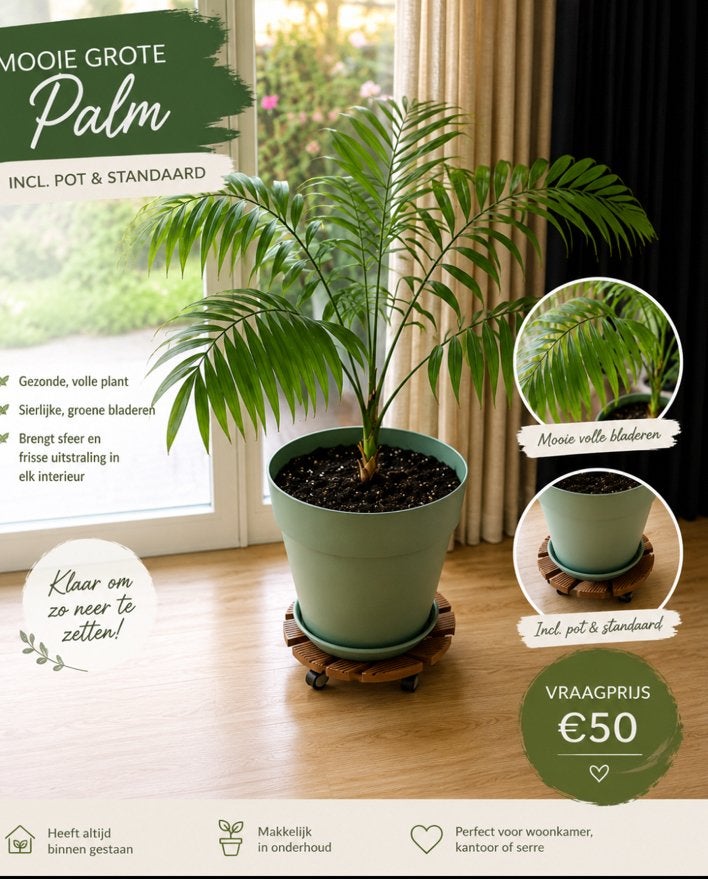 Palm Kamerplant!!, Ophalen