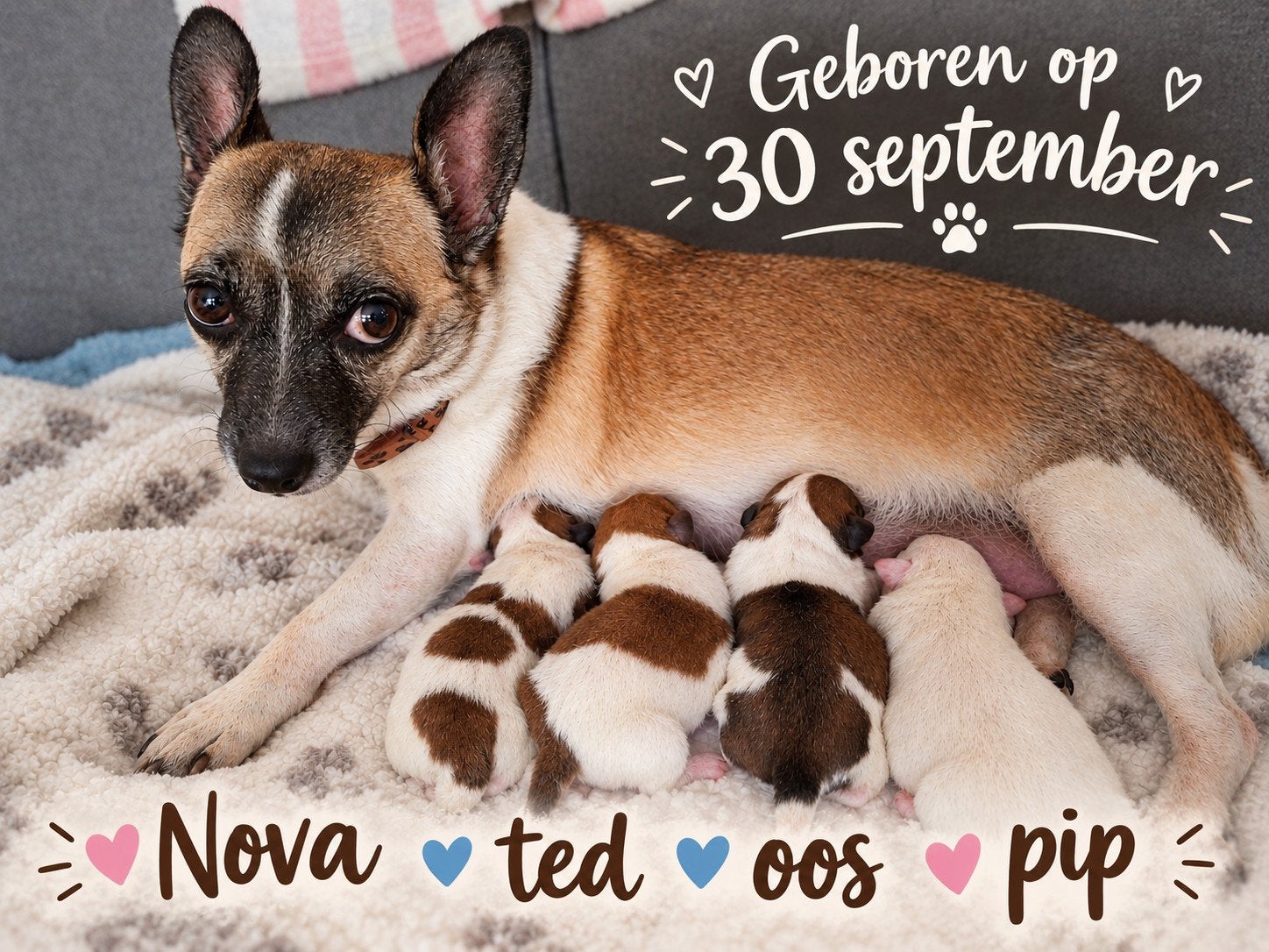 leuke kruising pups, Dieren en Toebehoren, 8 tot 15 weken, Meerdere, Meerdere dieren, Nederland