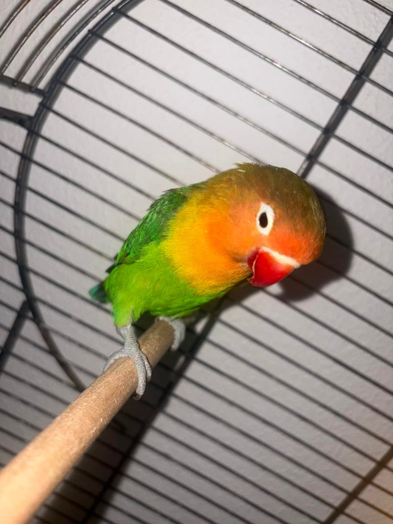Agapornis met grote kooi te koop, Dieren en Toebehoren, Vogels | Parkieten en Papegaaien, Vrouwelijk, Dwergpapegaai of Agapornis