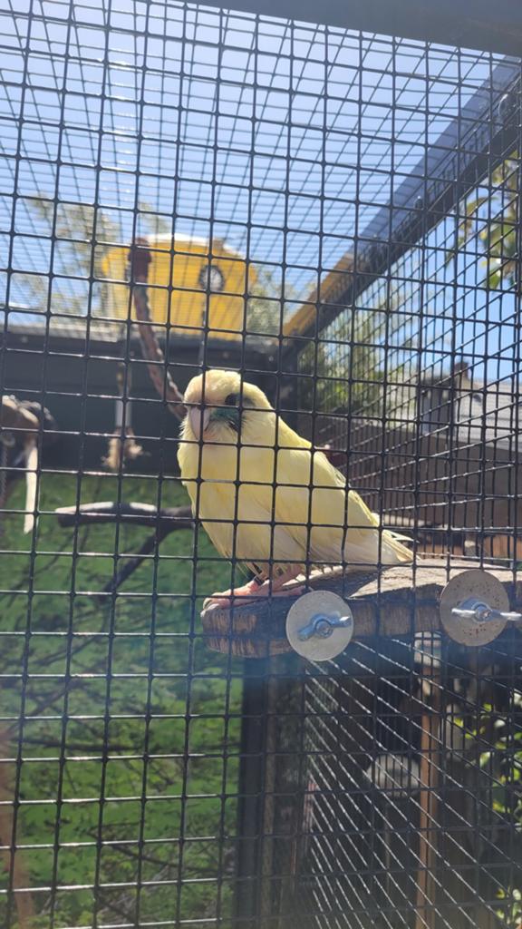 1-1 kakariki, Dieren en Toebehoren, Vogels | Parkieten en Papegaaien, Meerdere dieren, Parkiet, Geringd