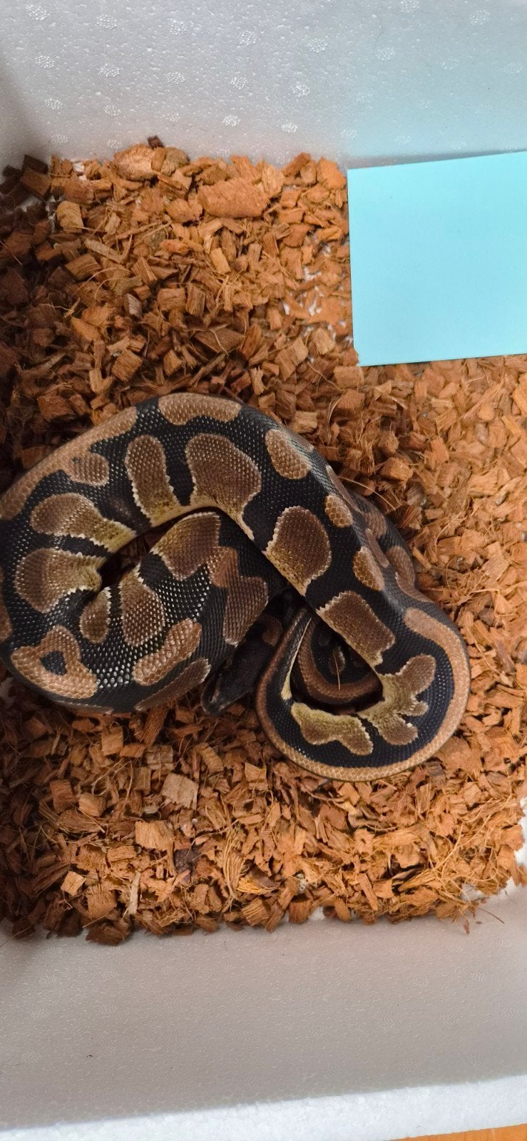 4 jonge koningspythons Ball Python - unknown for sale from arno