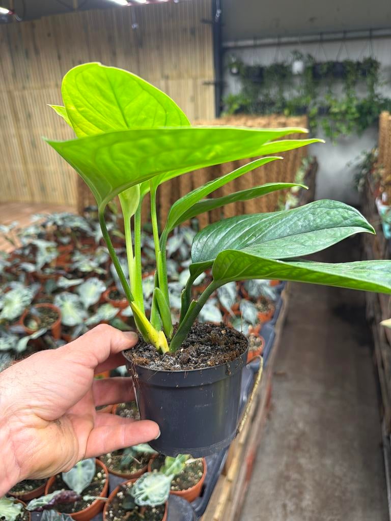 Monstera pinnatipartita - Pot 12cm, Huis en Inrichting, Kamerplanten, Ophalen of Verzenden, Halfschaduw, Minder dan 100 cm