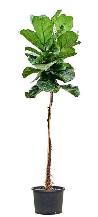 Ficus Lyrata (Tabaksplant) - 180 cm, Ficus, 100 tot 150 cm, In pot, Groene kamerplant