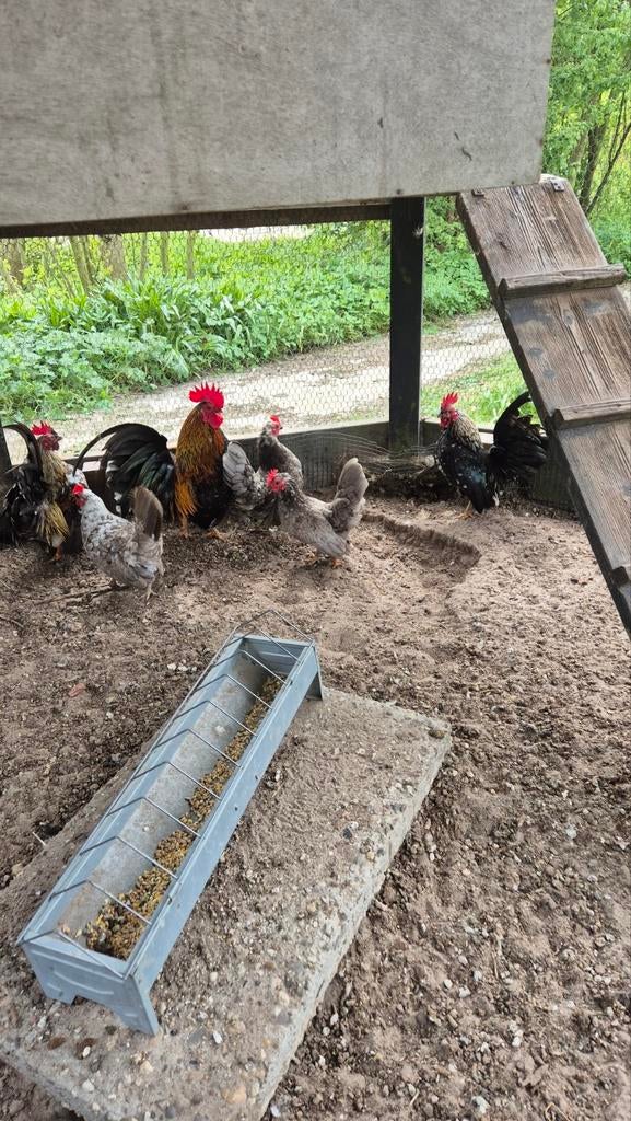 Serama hanen, Dieren en Toebehoren, Mannelijk, Kip