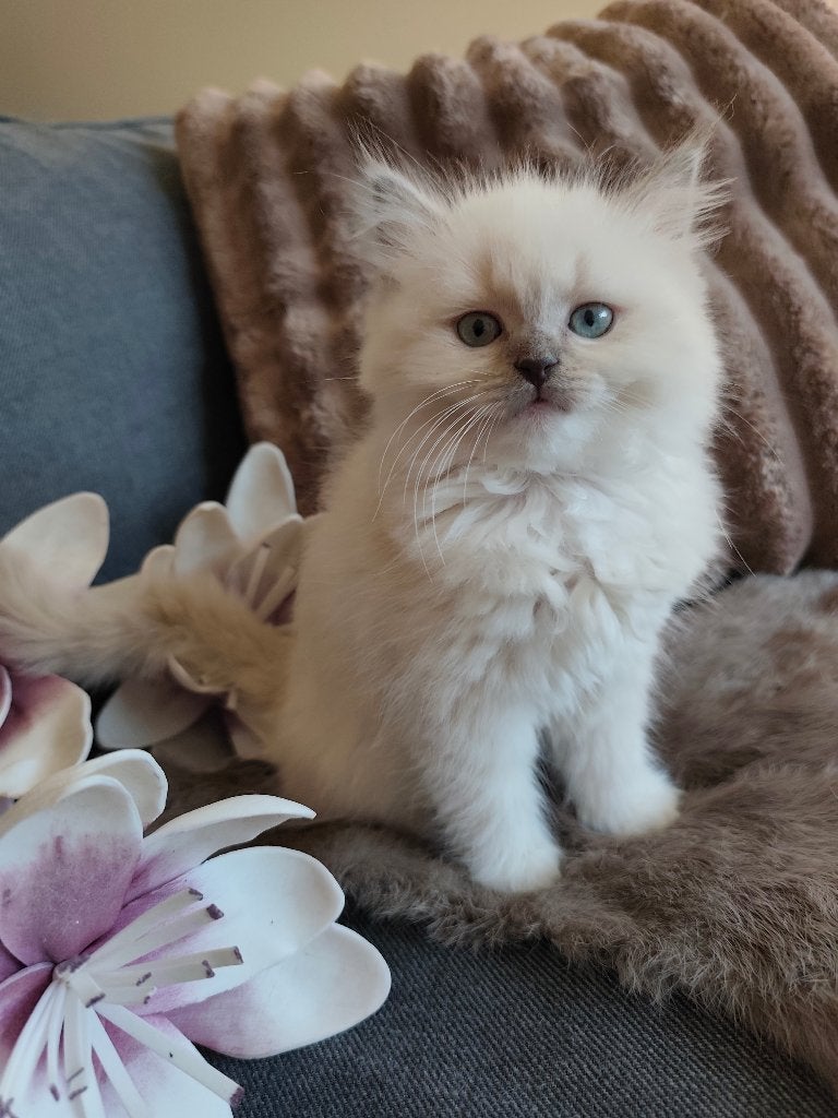 Ragdoll kitten, Meerdere dieren, 0 tot 2 jaar