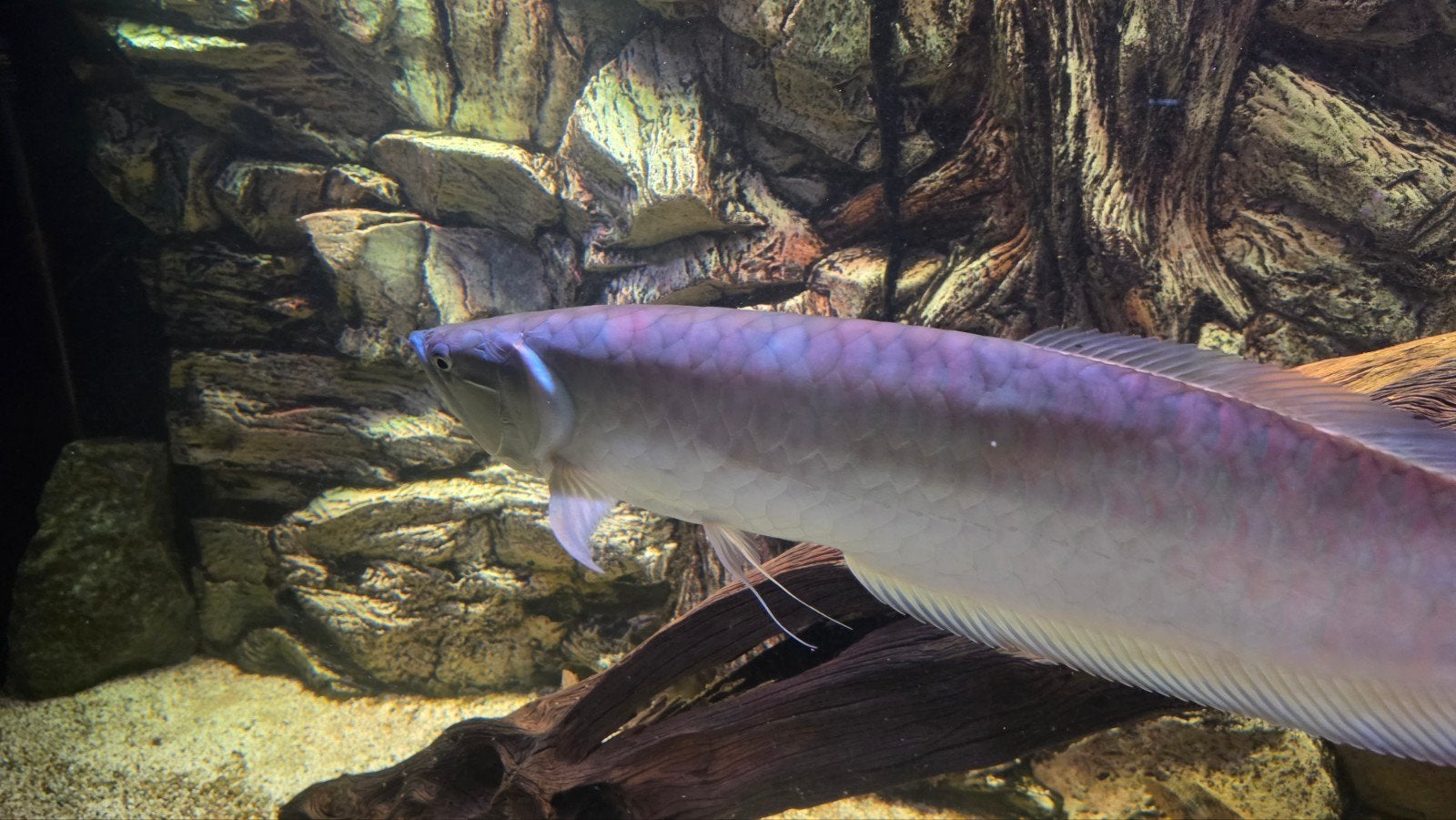 zilveren arowana 60cm, Vis, Zoetwatervis