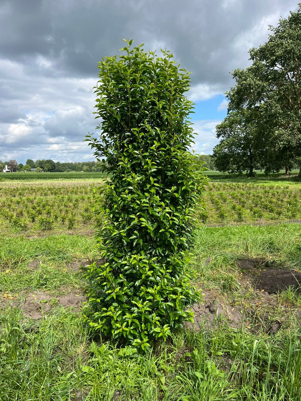 Prunus lusitanica “angustifolia” 225-250 cm, Ophalen, Zomer, Volle zon, 100 tot 250 cm