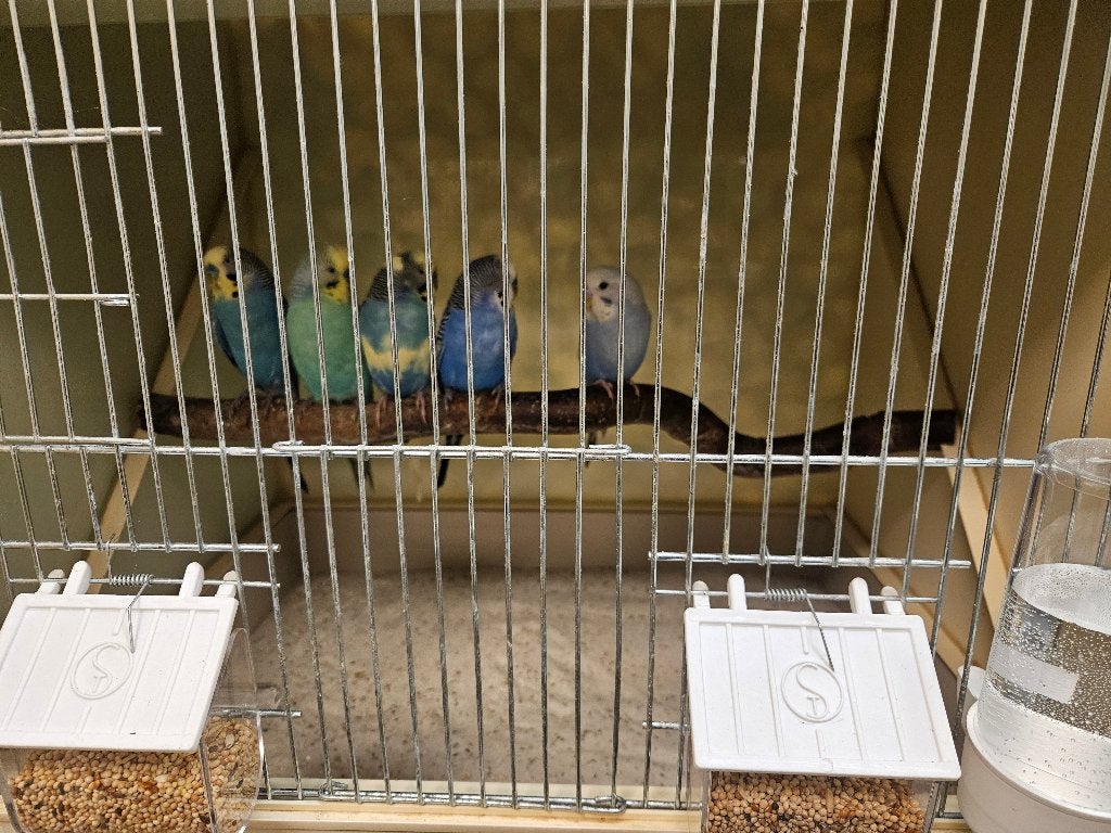 Melopsittacus undulatus Gras Parkiet, Meerdere dieren, Parkiet