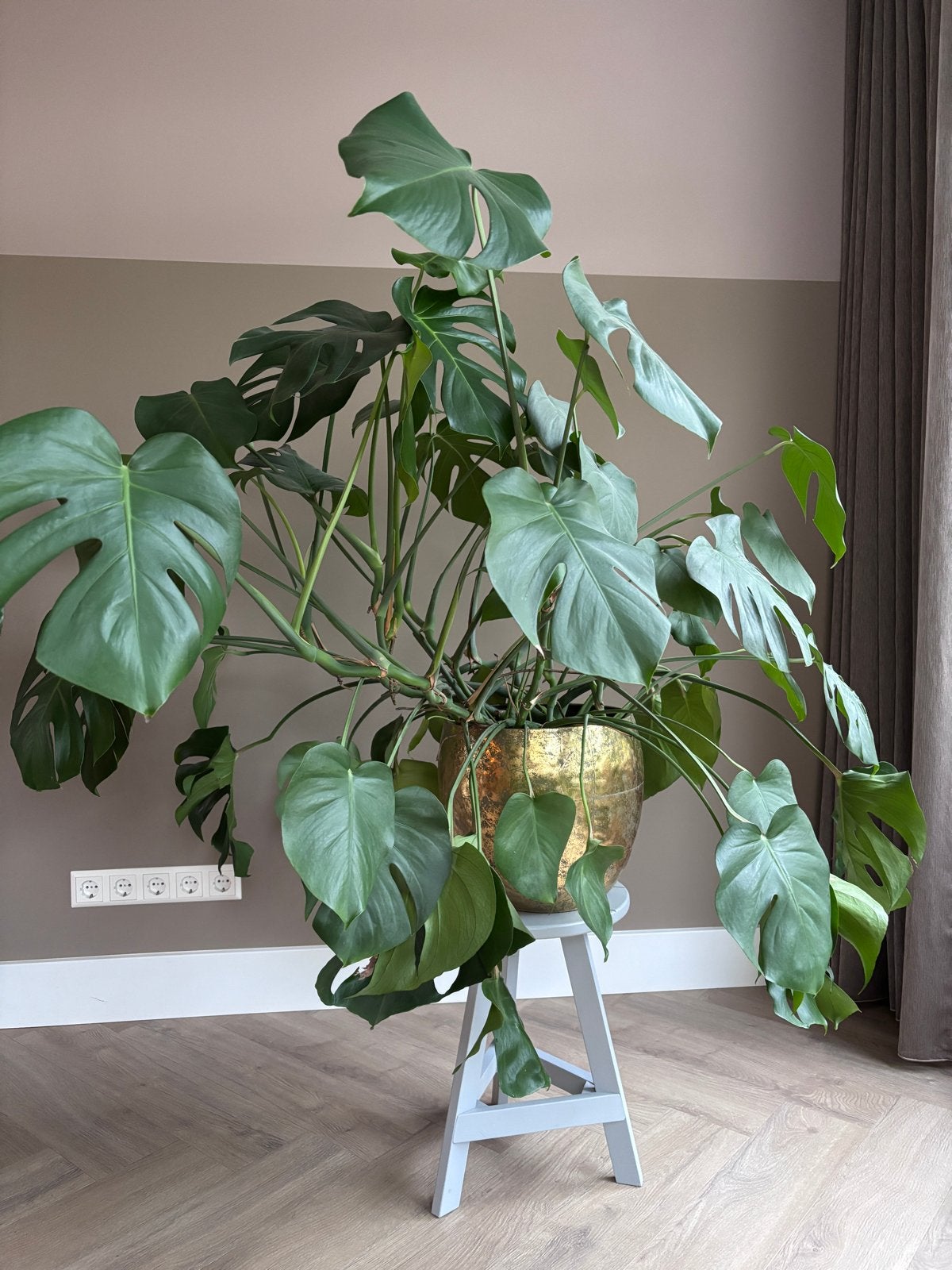 Grote Monstera Deliciosa en Strelitzia Nicolai incl. pot, Huis en Inrichting, Kamerplanten, Ophalen, Overige soorten, Halfschaduw