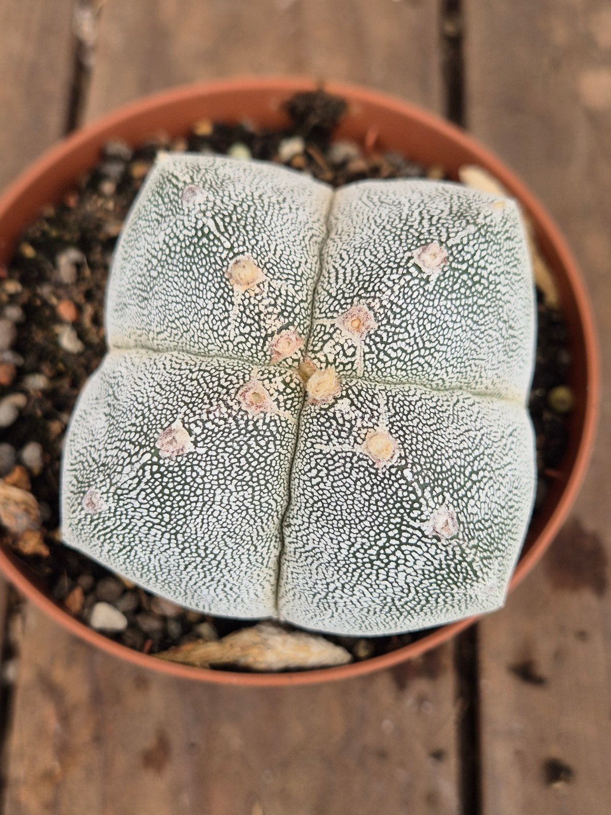 Cactus Astrophytum Myriostigma p10 (7), Ophalen of Verzenden, Cactus, Volle zon, Minder dan 100 cm