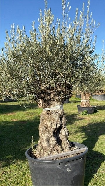 Prachtige Oude olijfboom in pot NR: BA-4, Ophalen of Verzenden, 100 tot 250 cm, Olijfboom, Zomer