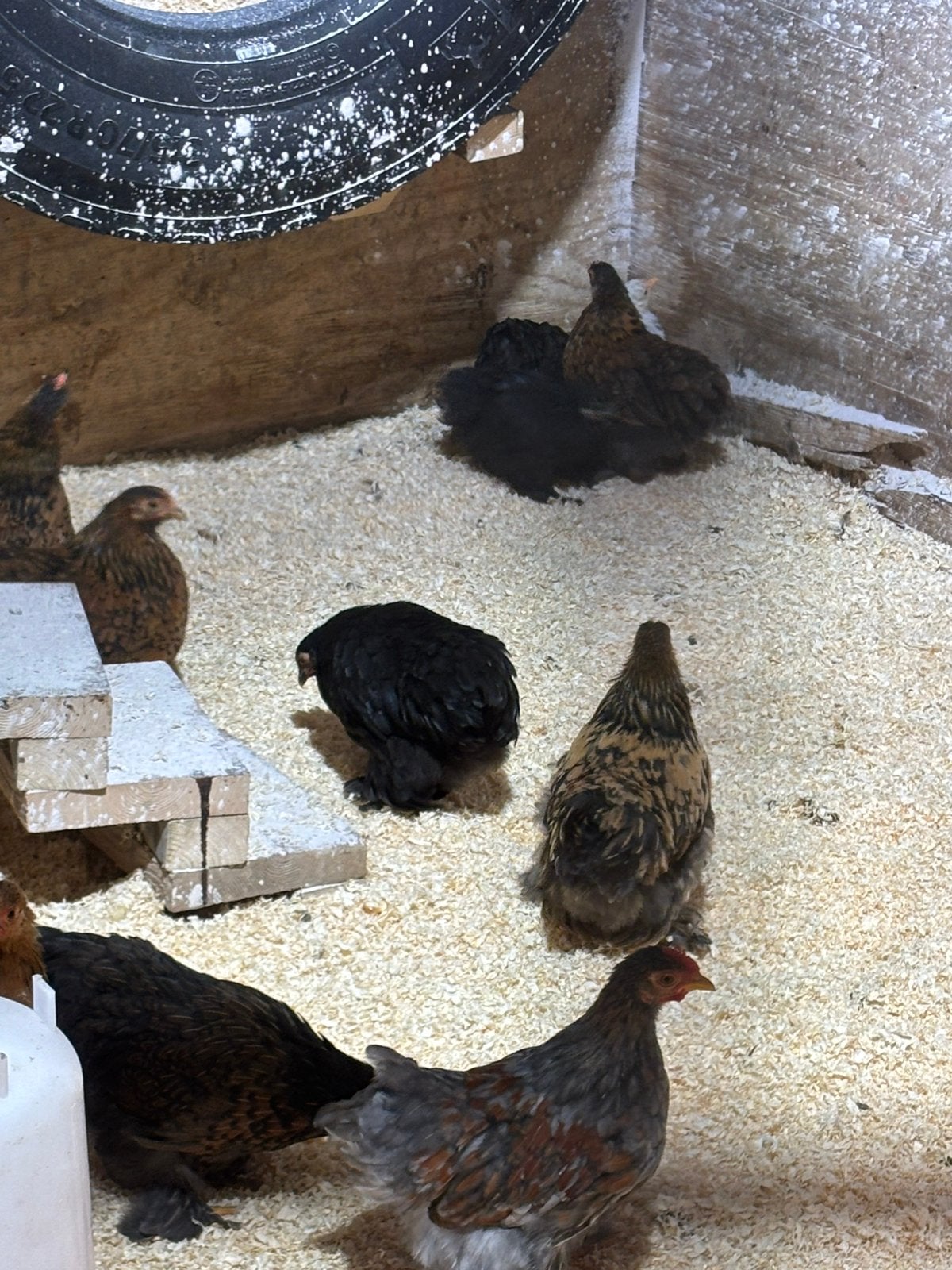Cochins te koop, Dieren en Toebehoren, Pluimvee, Meerdere dieren, Kip