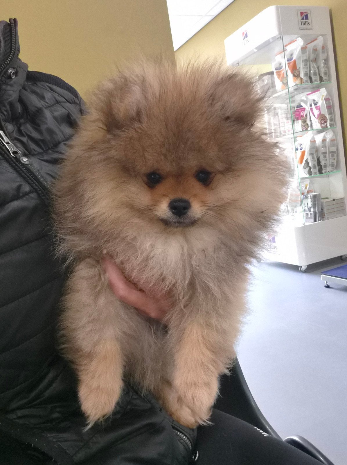 Pomeriaan pup reutje orange sable, Parvo, 8 tot 15 weken, Eén hond, Nederland