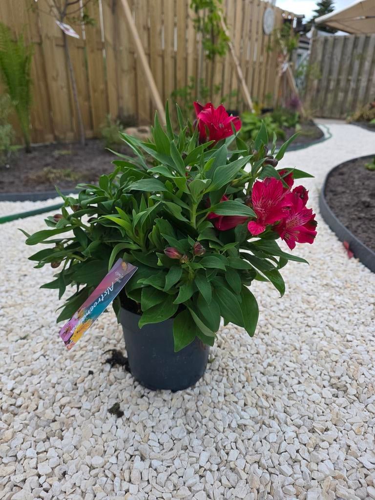 Alstroemeris/ Inkalelie 2 maten en 4 kleuren, Volle zon, Vaste plant, Zomer, Ophalen
