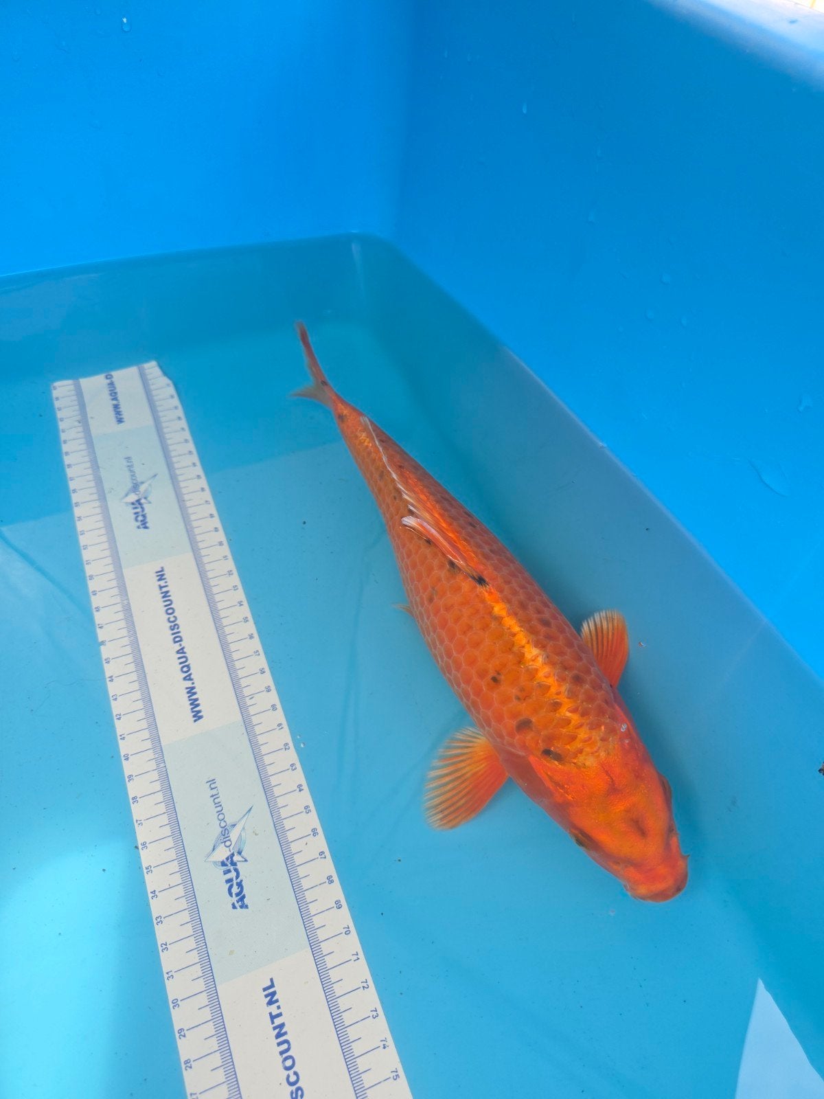mooie oranje koi, Karper of Koi