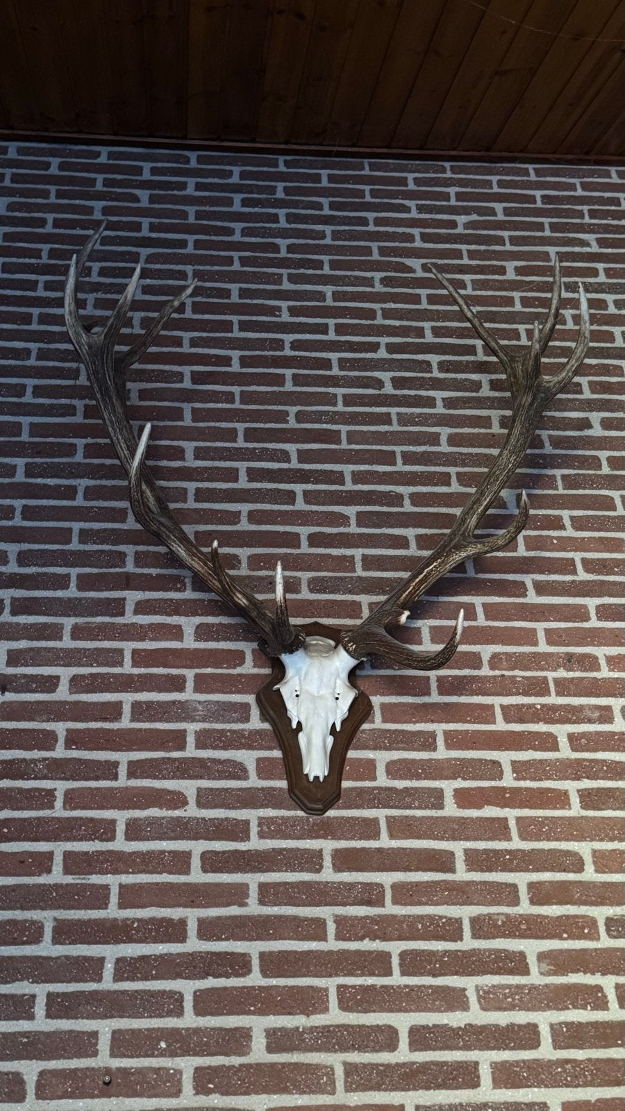 Groot Hertengewei op Houten Schild - Decoratief, Verzamelen, Ophalen, Gebruikt, Hert, Gewei of Kop
