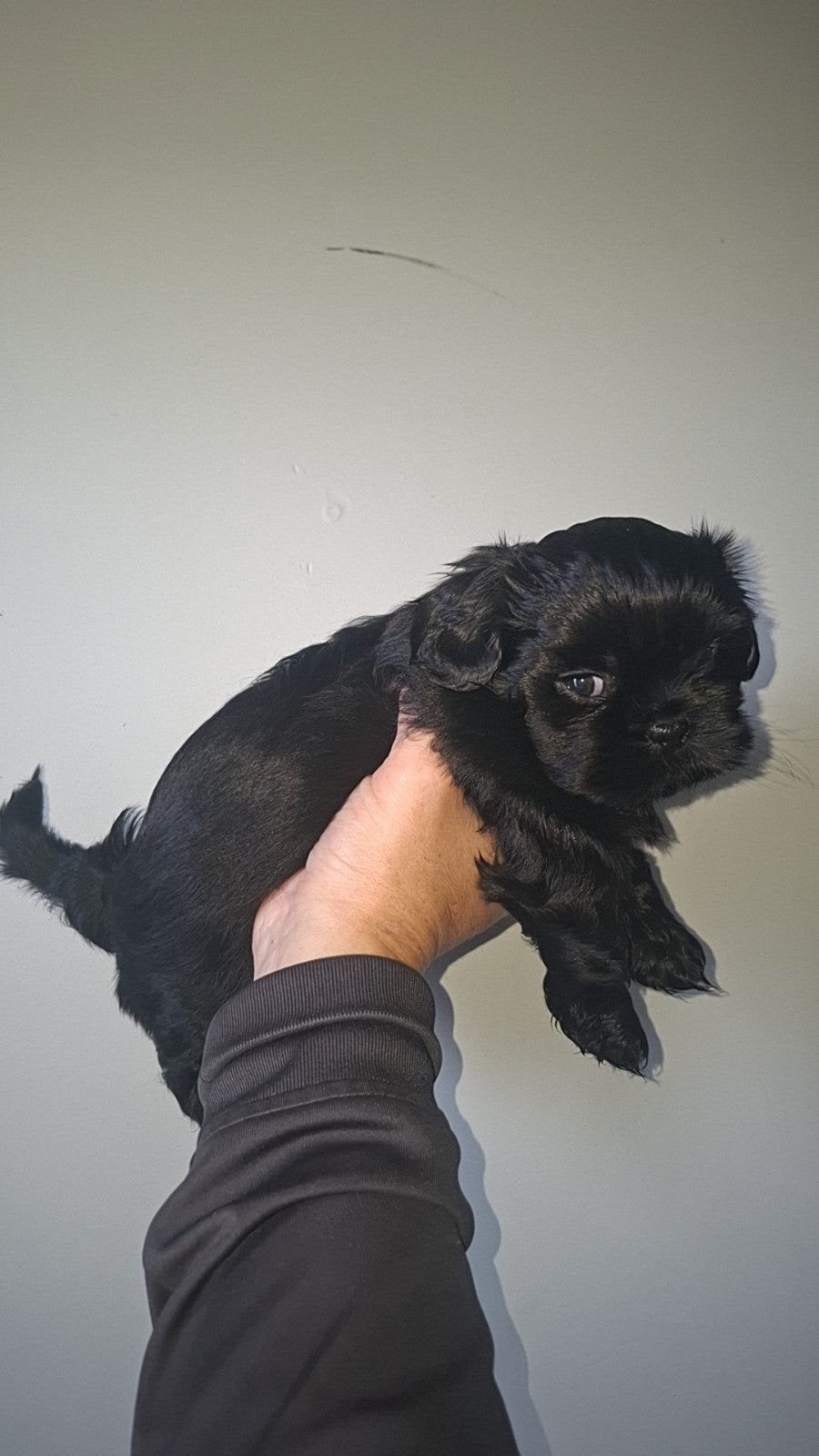 shih tzu pups (mogen over 1 week weg), Dieren en Toebehoren, Parvo, 8 tot 15 weken, Meerdere, Nederland