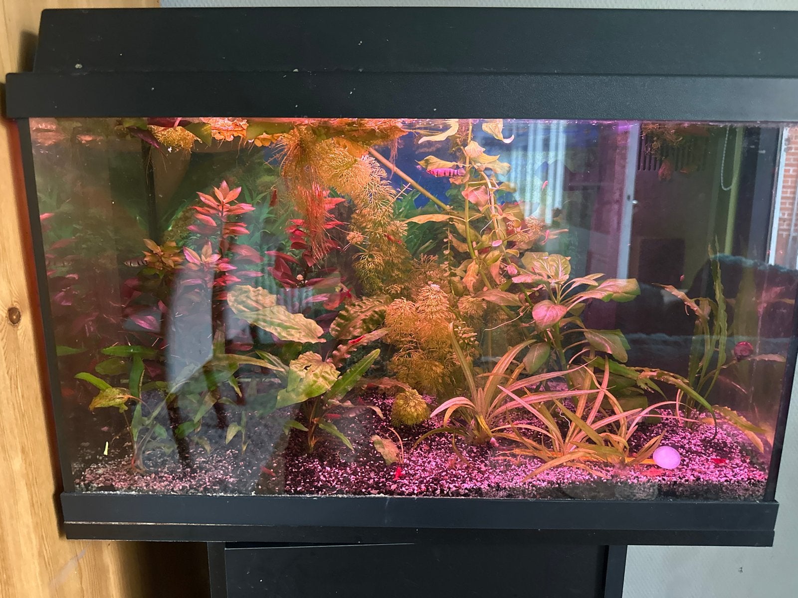 Juwel 60x40x30 inclusief led, verwarming, bioflow filter, Ophalen, Gebruikt, Gevuld zoetwateraquarium, Juwel