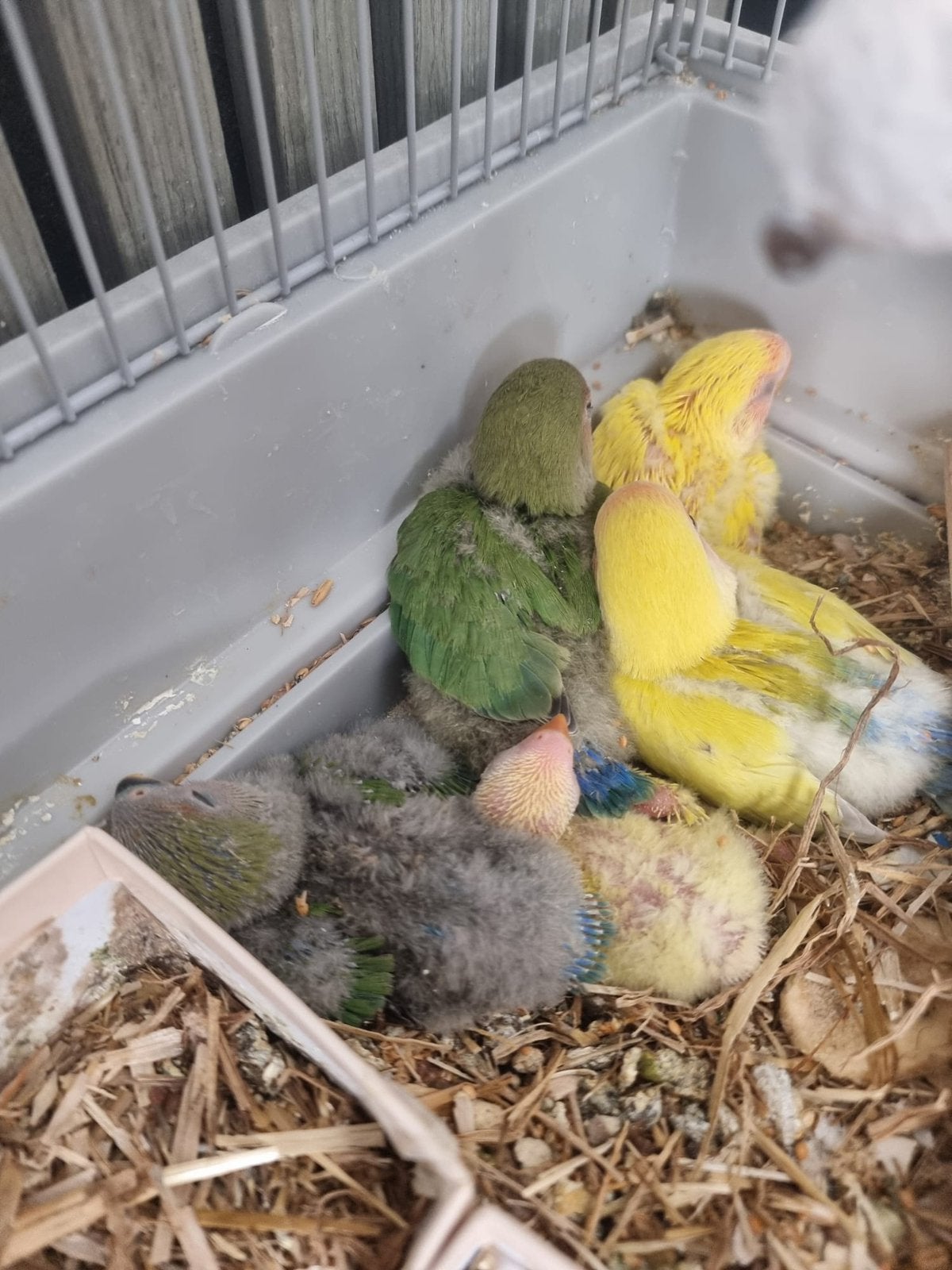 Nog 1baby agapornis, Geslacht onbekend, Dwergpapegaai of Agapornis