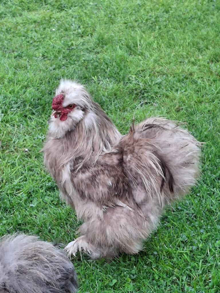 Zijdehoen haantje, Dieren en Toebehoren, Pluimvee, Mannelijk, Kip