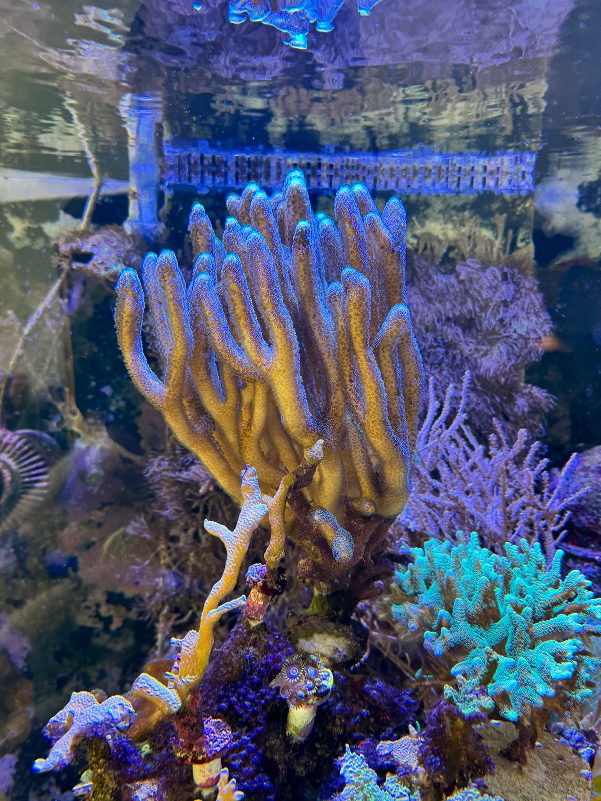 Een mooie stylophora., Dieren en Toebehoren, Overige typen