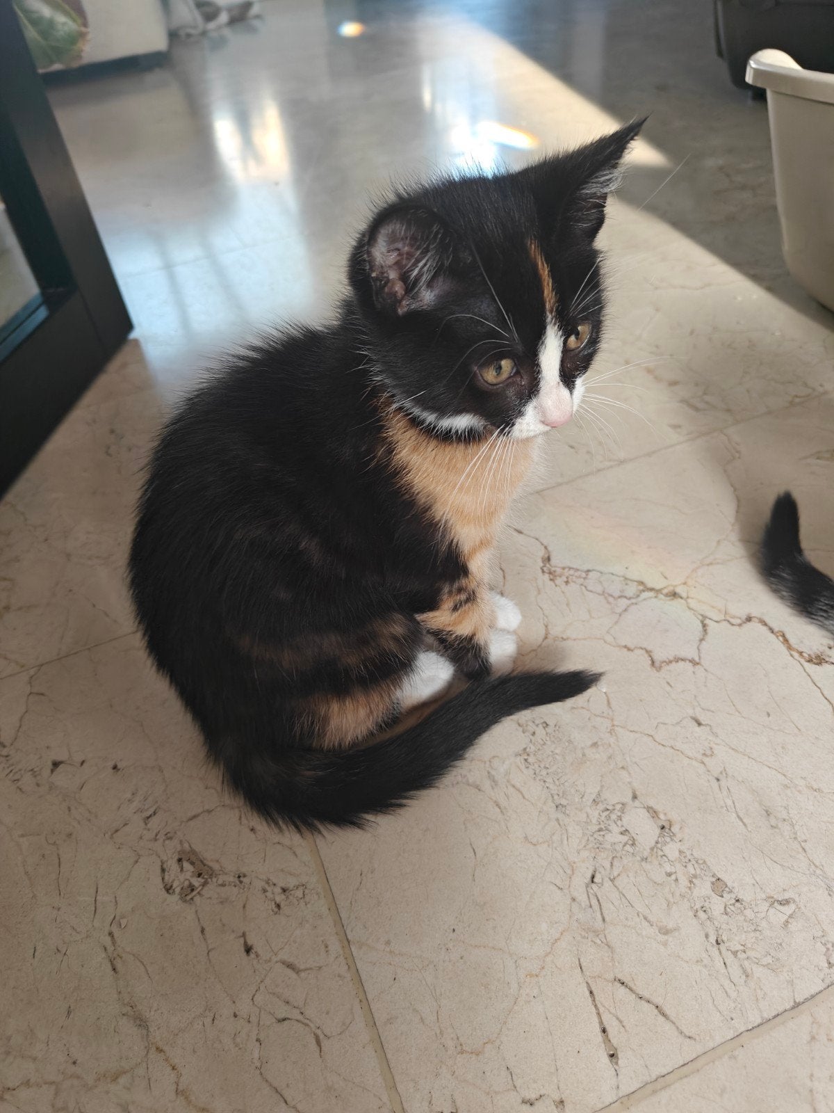 2 kittens