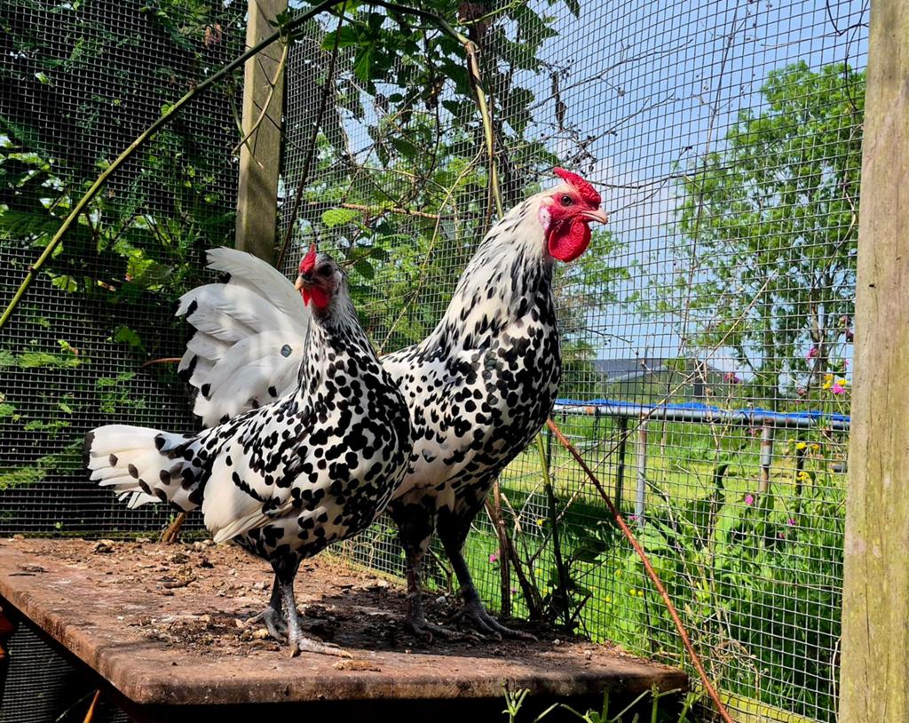 Hollands hoen koppel 2 of 3 hennen 1 haan, Dieren en Toebehoren, Pluimvee, Meerdere dieren, Kip