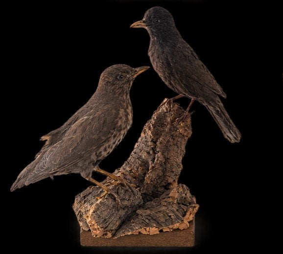 opgezette antieke vogels taxidermie, Ophalen of Verzenden, Gebruikt, Vogel, Opgezet dier