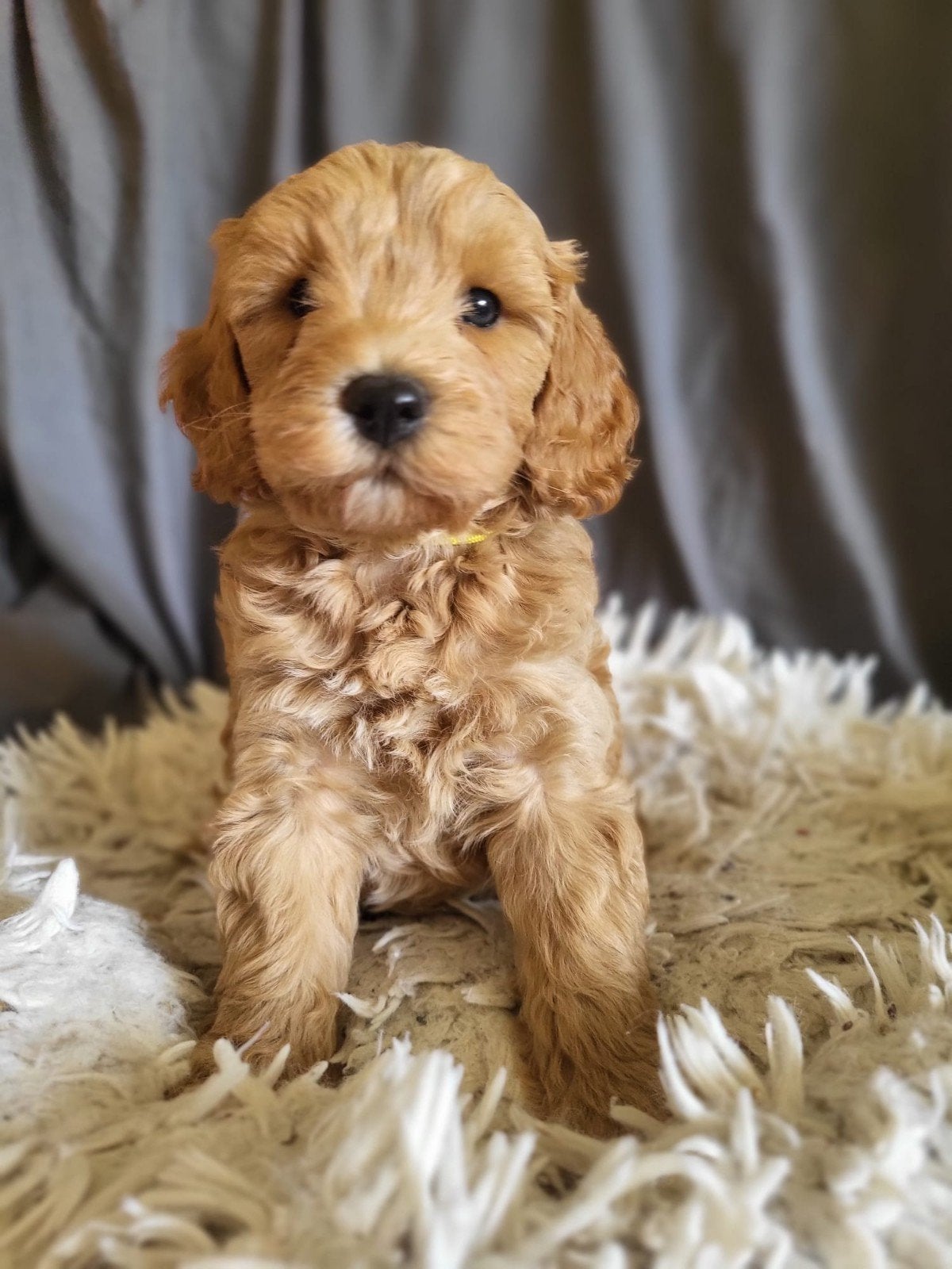 Australian labradoodle pups met stamboom, Parvo, Overige rassen, 8 tot 15 weken, Meerdere
