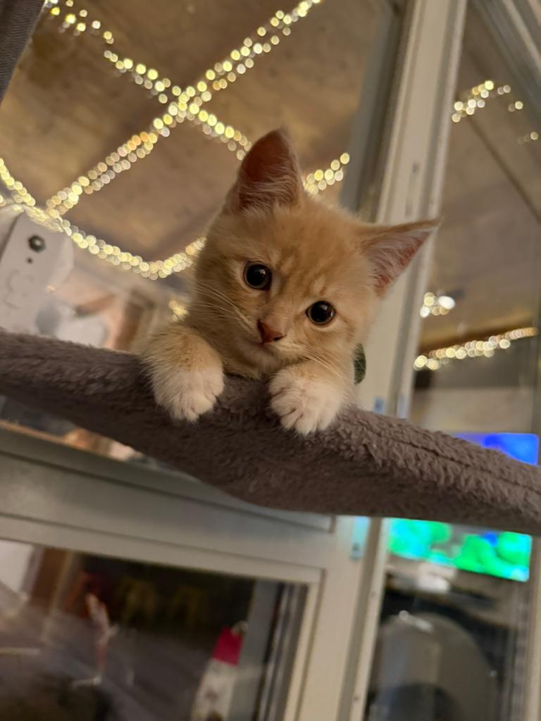 Britse lang/kort haar kittens MOGEN WEG! NOG 1 BESCHIKBAAR!, Meerdere dieren, Ontwormd, 0 tot 2 jaar