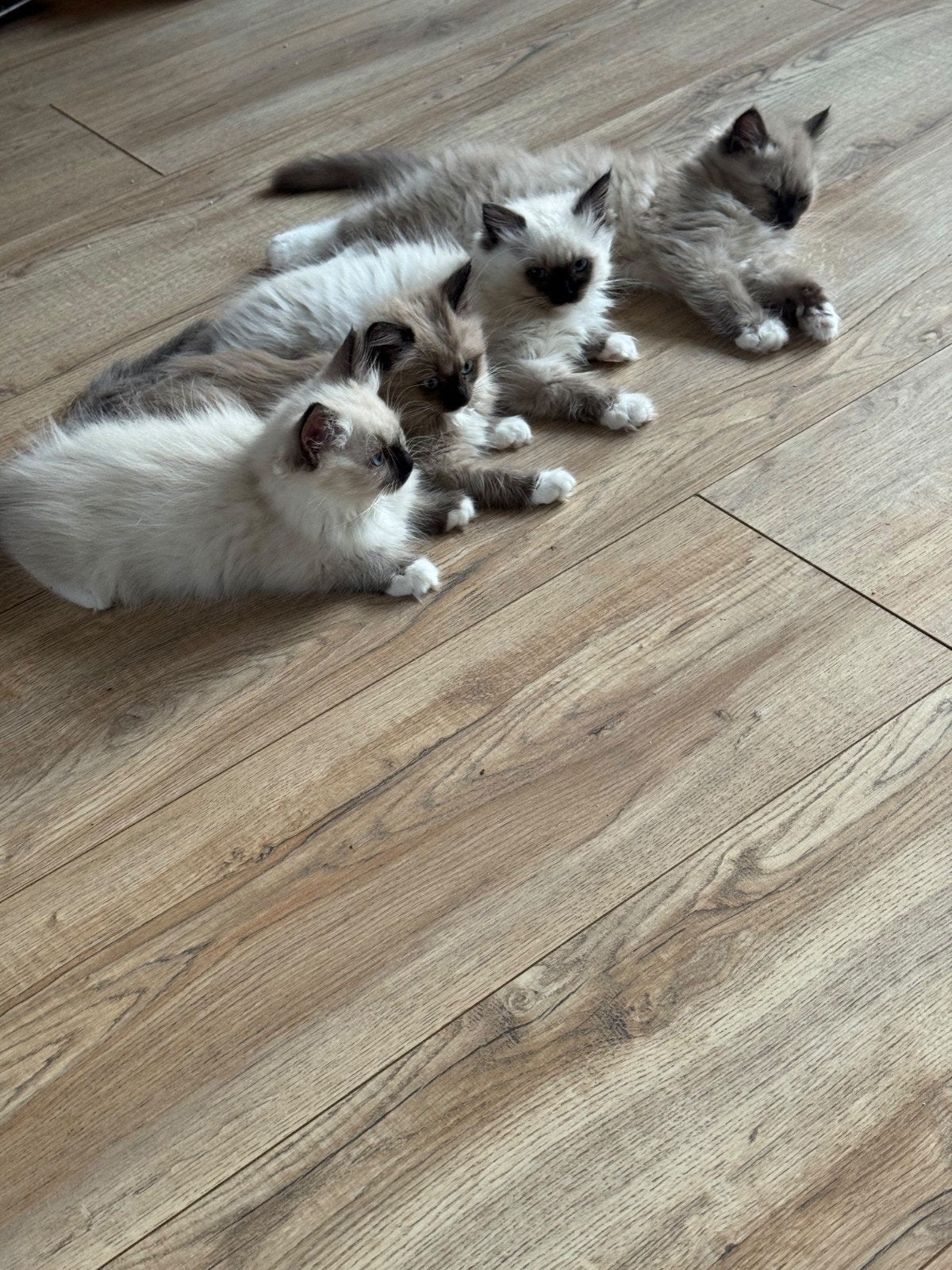 Prachtige Ragdoll kittens mét stamboom (1 Poesje & 3 Katers), Meerdere dieren, Met stamboom, 0 tot 2 jaar