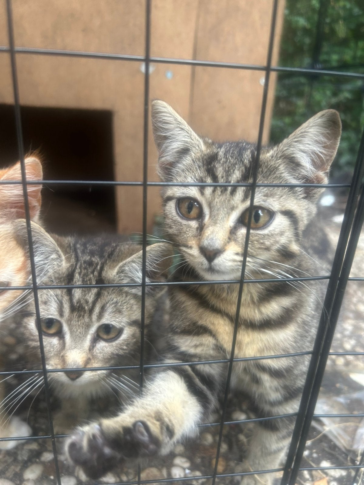 Hele leuke kittens te koop!, Dieren en Toebehoren, Meerdere dieren, Kortharig, 0 tot 2 jaar