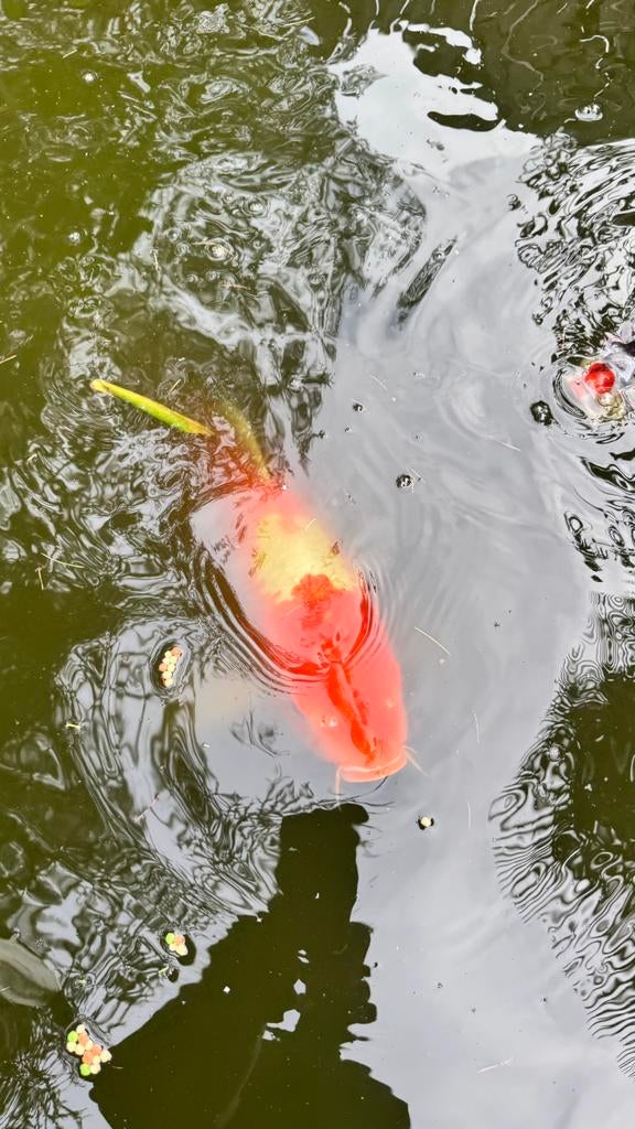 6 vissen te koop, Karper of Koi