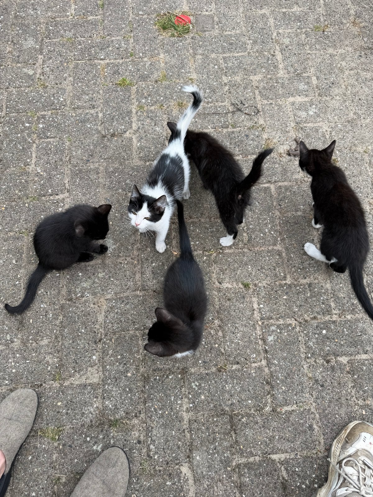 Kittens die opzoek zijn naar een fijn thuis!, Dieren en Toebehoren, Meerdere dieren, Kortharig, 0 tot 2 jaar
