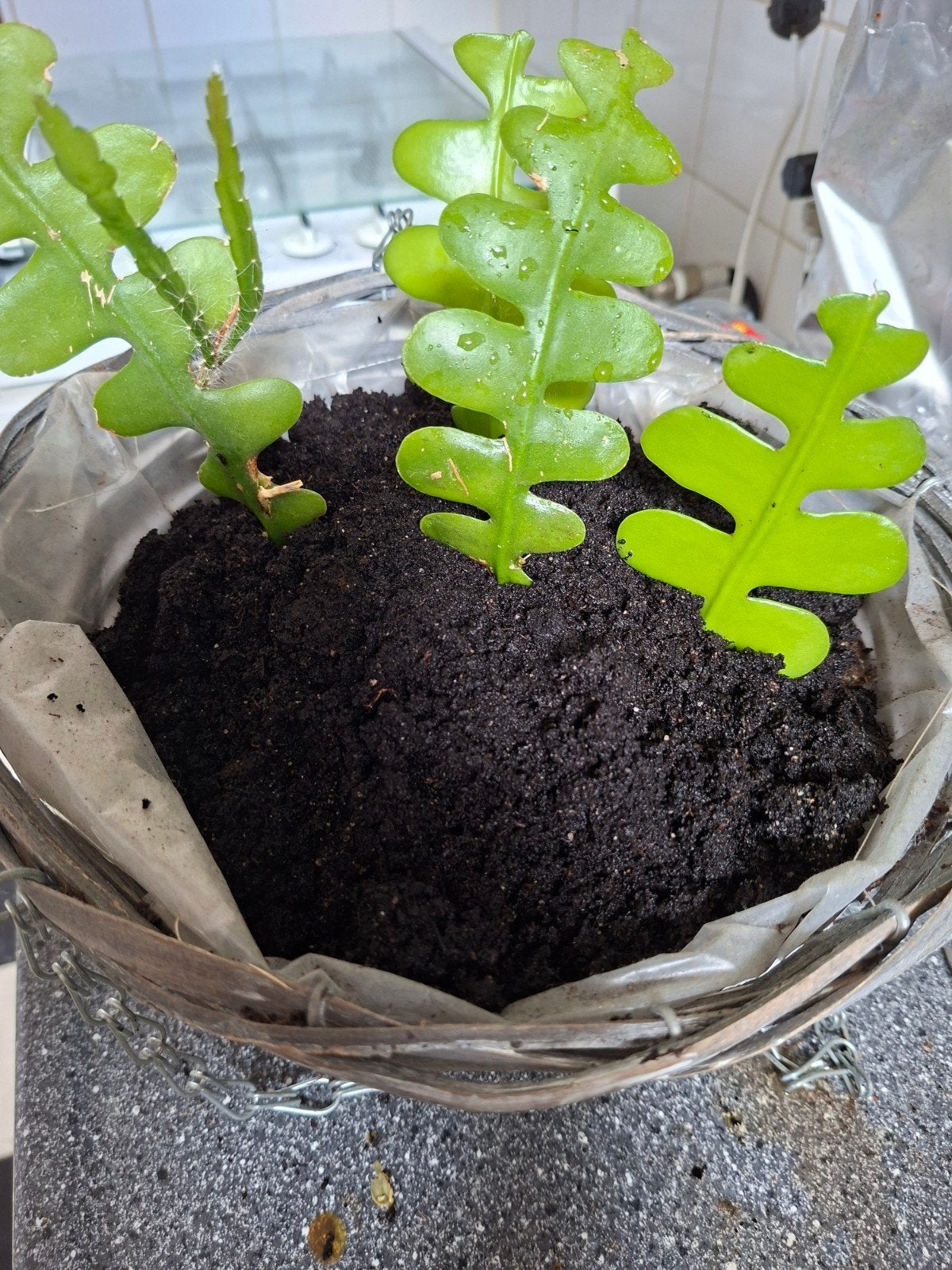 Hangplant  zaagcactus in pot - Rhipsalis, Ophalen, Overige materialen, Minder dan 30 cm, Minder dan 60 cm