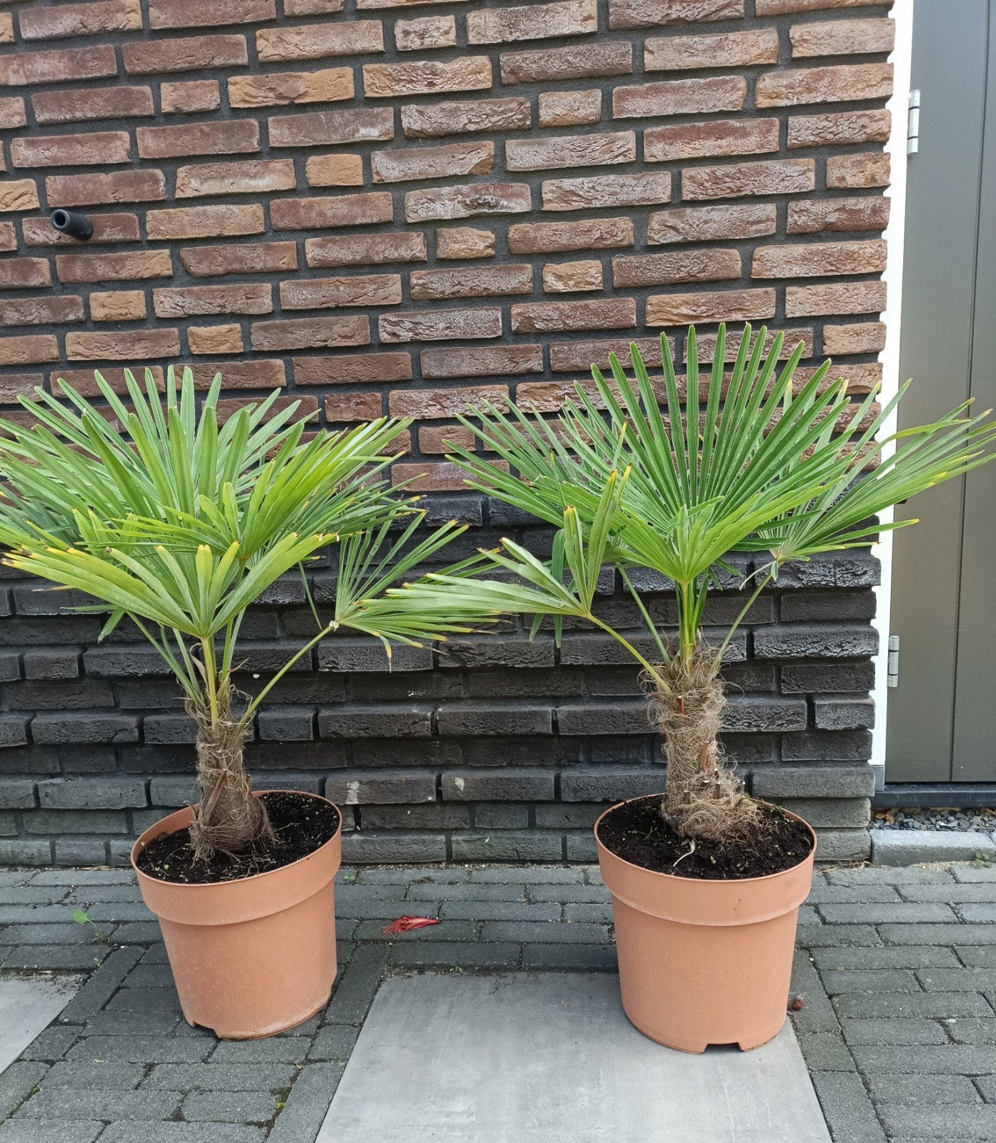 2 maal Trachycarpus fortunei winterhard in een 32cm pot, Ophalen, Bloeit niet, Overige soorten, Volle zon