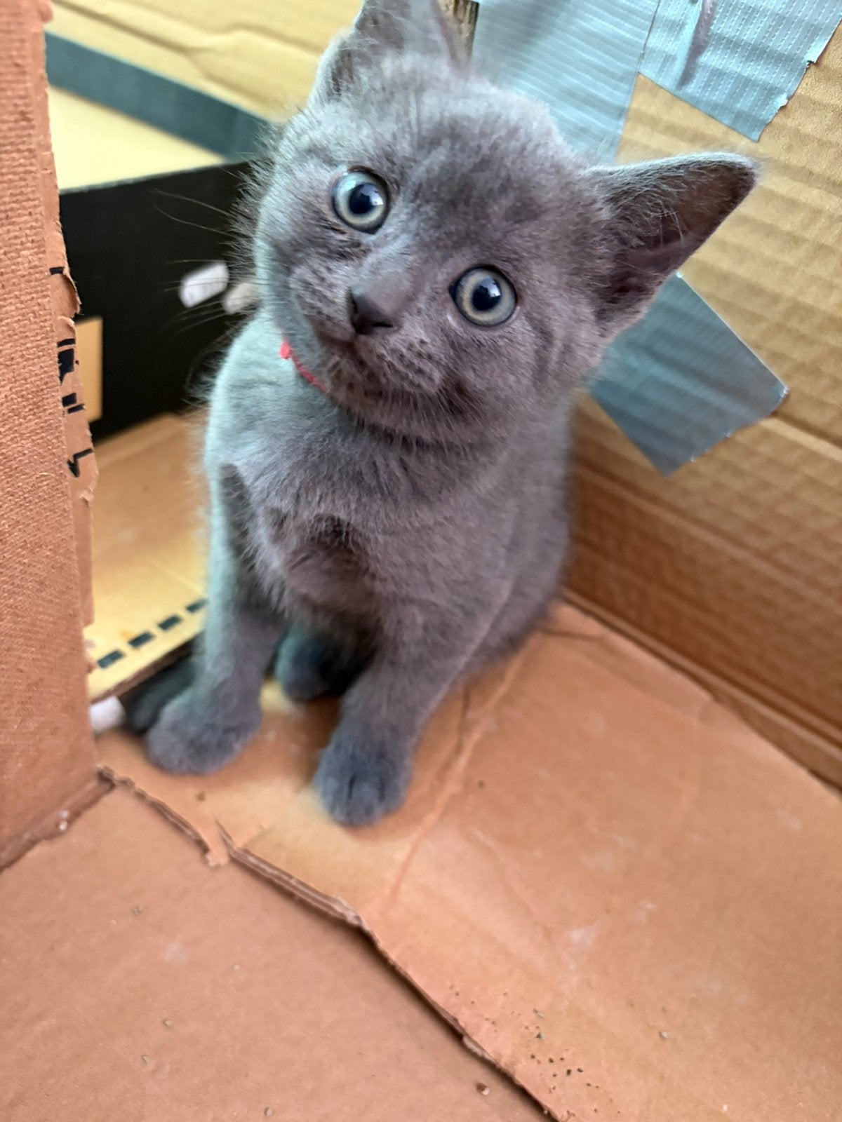 5 hele mooie en zeer sociale Britse Korthaar kittens, Meerdere dieren, Ontwormd, 0 tot 2 jaar