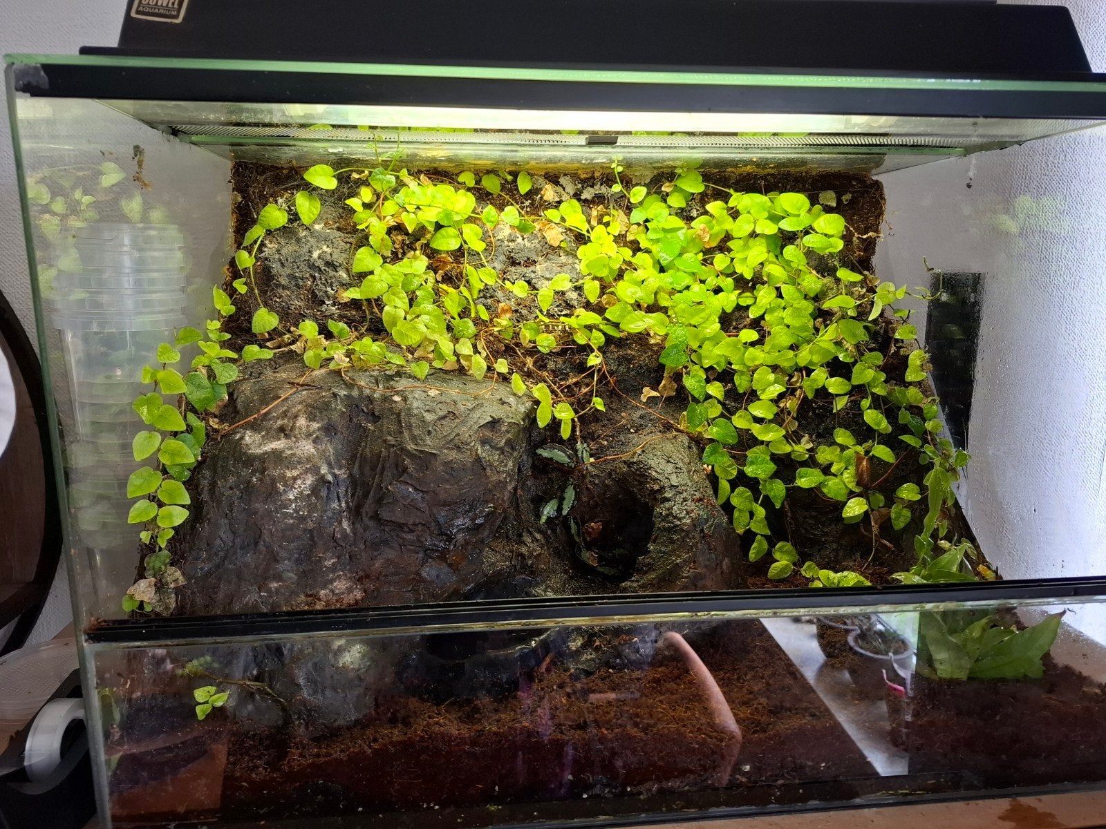 terrarium gemaakt voor vampierkrabben, Ophalen