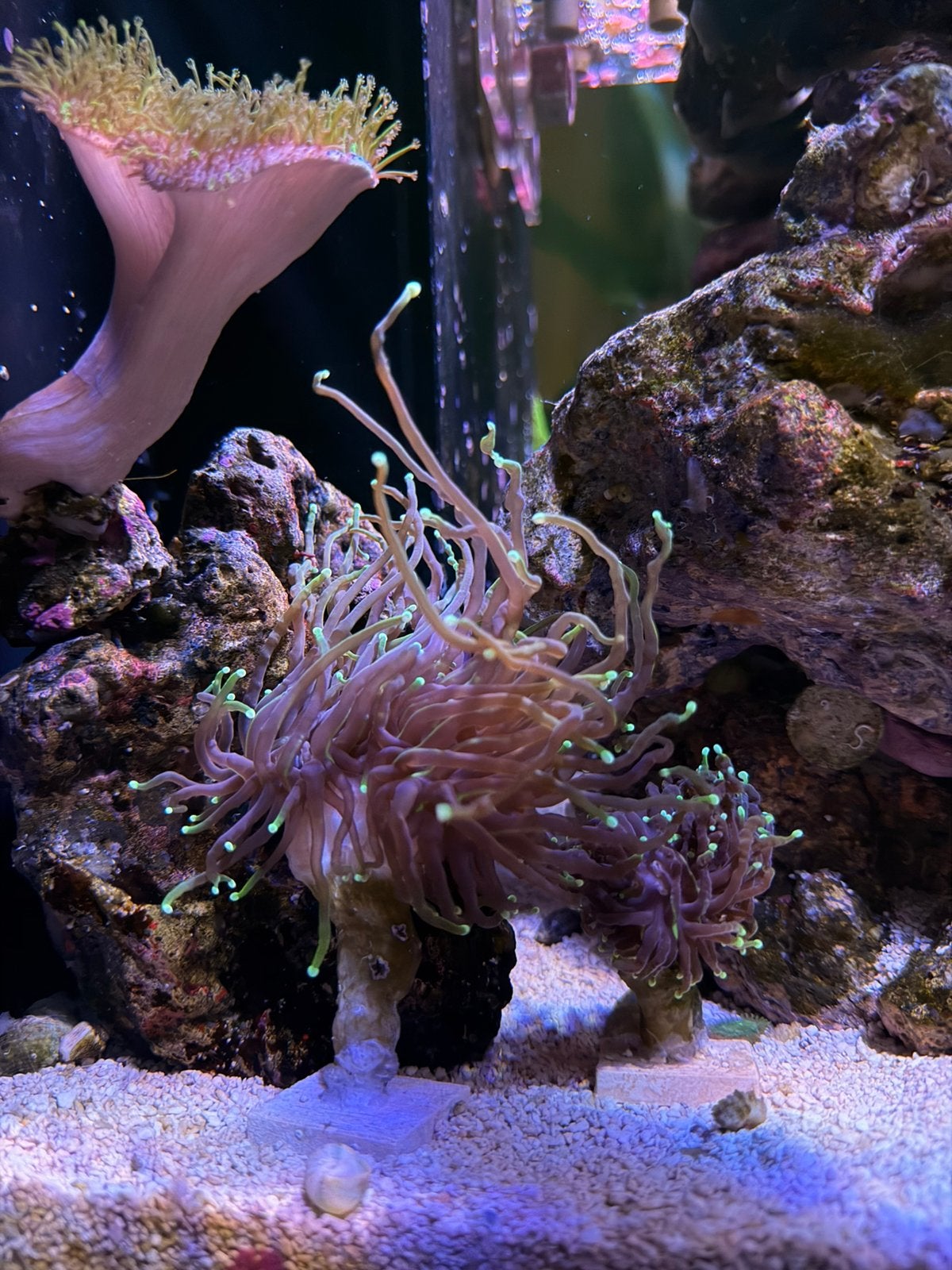 Set diverse koralen, Ophalen, Nieuw, Gevuld zeewateraquarium