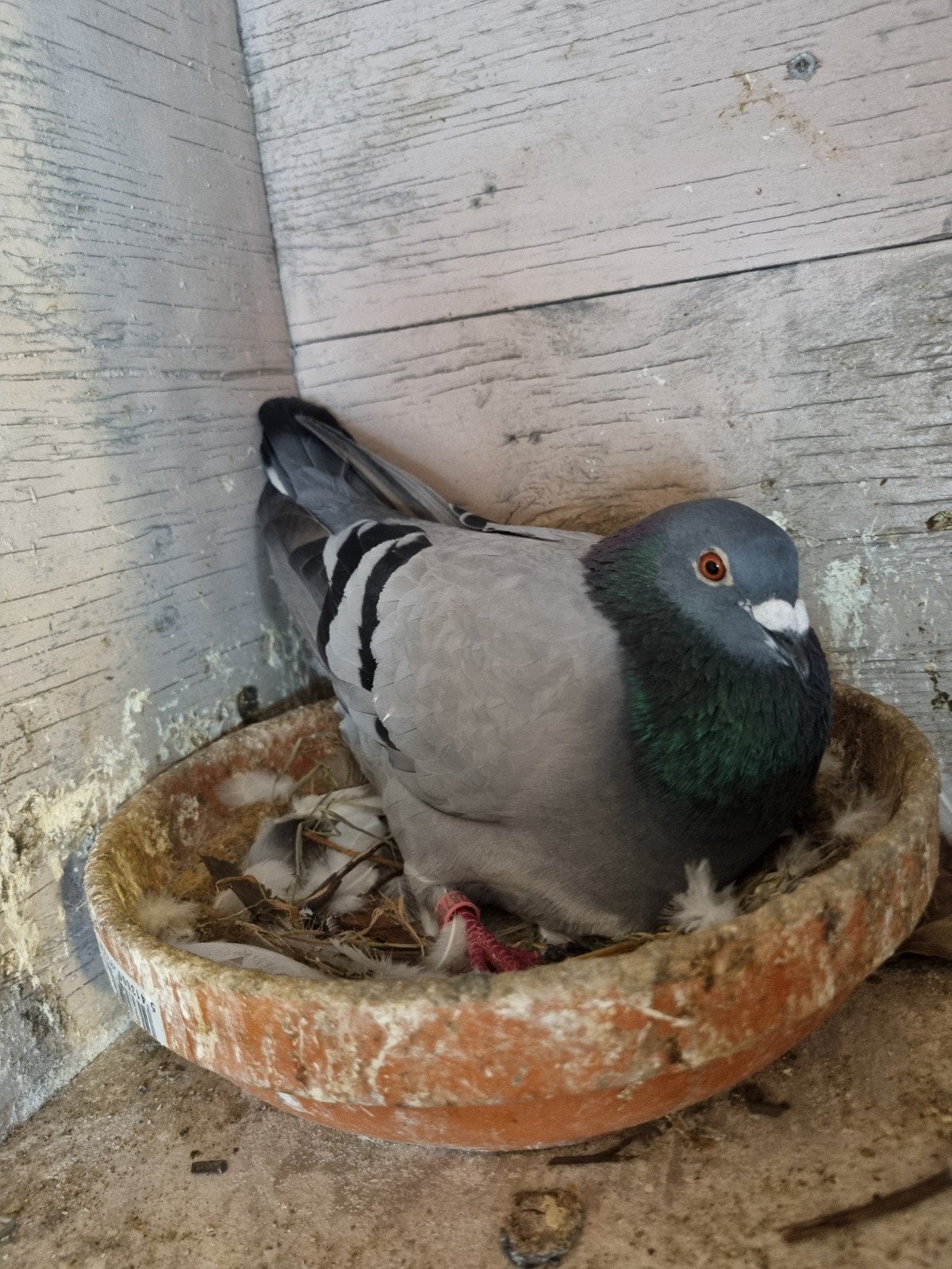 Postduiven Gratis, Dieren en Toebehoren, Vogels | Duiven, Meerdere dieren, Postduif