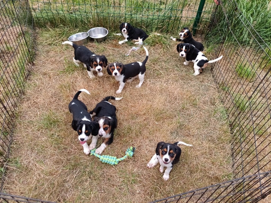 Cavalier King Charles Spaniel ( outcross), Parvo, Nederland, 8 tot 15 weken, Meerdere