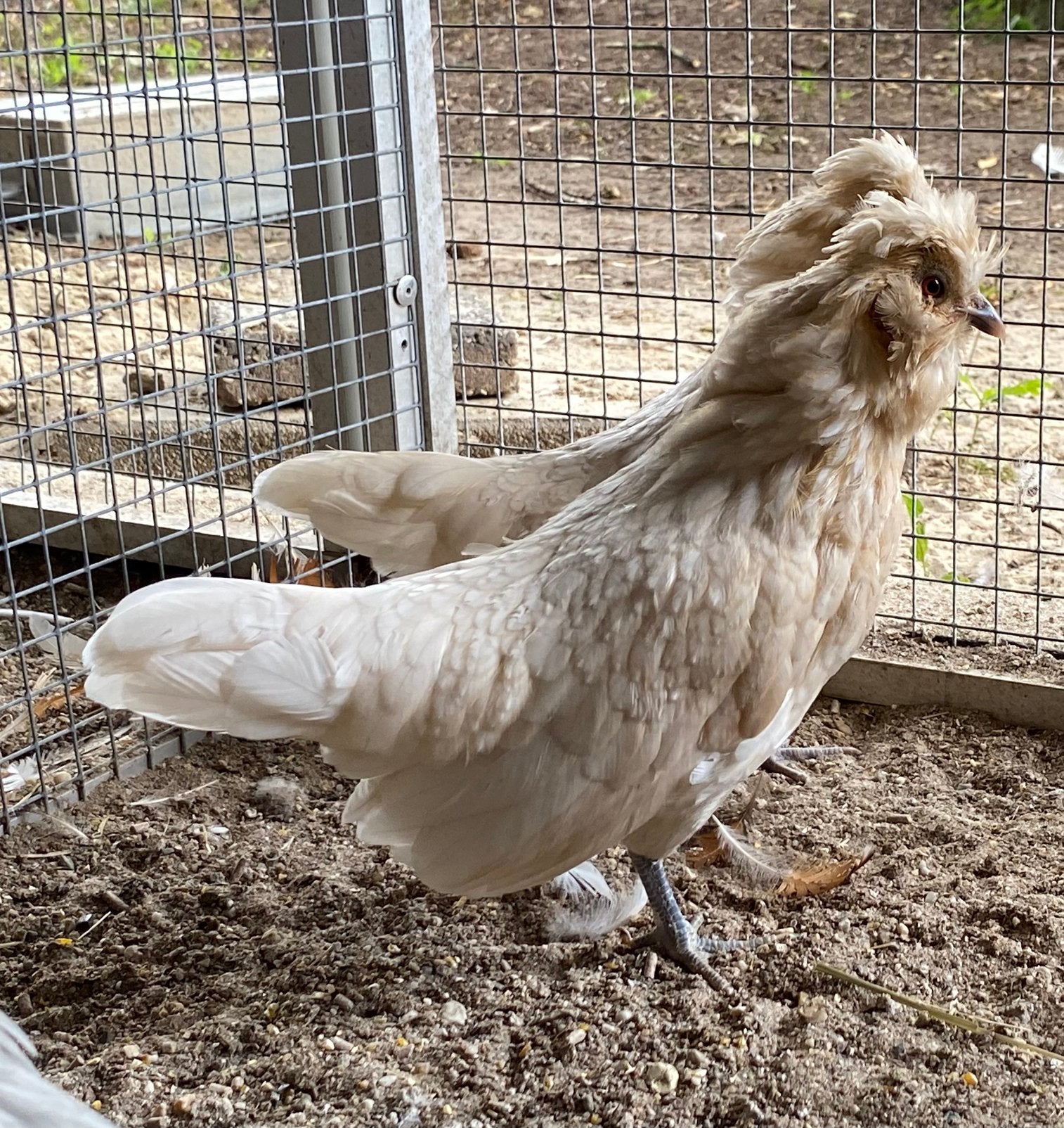 Baardkriel kippen (koppel), Dieren en Toebehoren, Pluimvee, Meerdere dieren, Kip