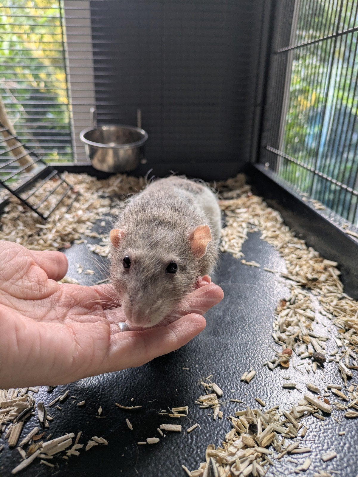 lieve oude rat zoekt warm huisje, Rat, Augustus, Mannelijk, Tam