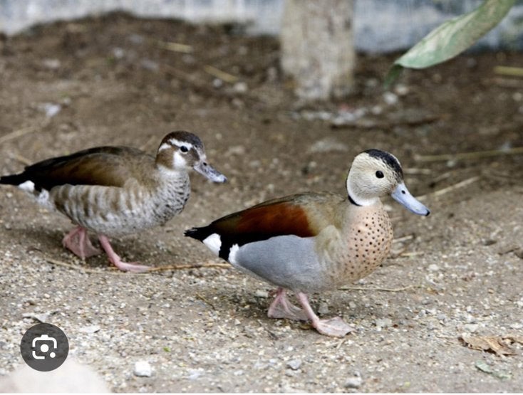 1 witte en 1 wildkleur roodschoudertaling, Dieren en Toebehoren, Pluimvee, Meerdere dieren, Eend
