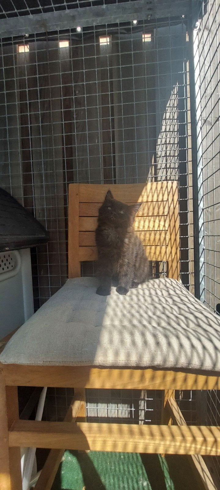 Langhaar Kittens, Maine Coon x Neva Masquerade., Meerdere dieren, Ontwormd, 0 tot 2 jaar