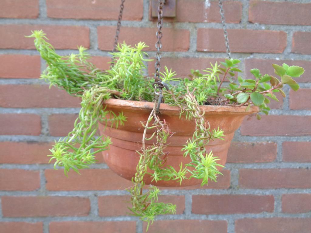 aardewerk hangpot met Sedum vetplantjes, Ophalen of Verzenden, Bodembedekkers, Volle zon