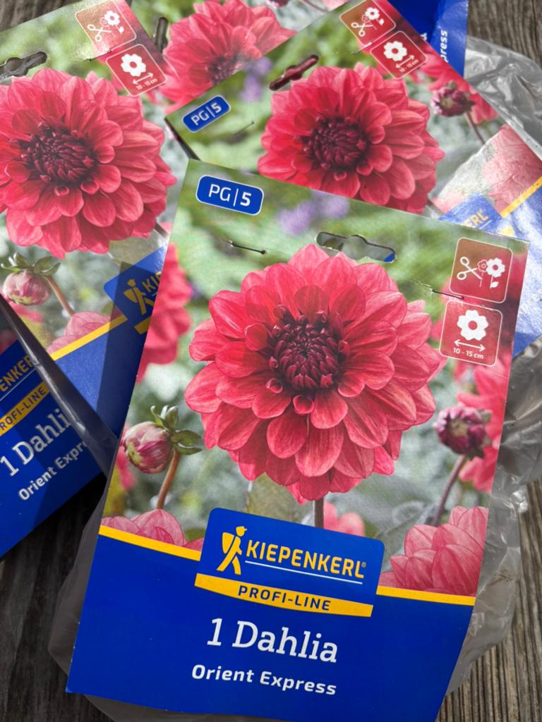 Dahlia, Ophalen of Verzenden, Volle zon, Knol